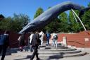People walk nearby a life size model of a whale displayed at the National Science Museum in Tokyo (Eugene Hoshiko/AP)