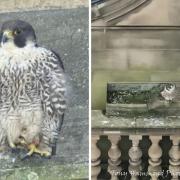 A new Peregrine Falcon has come to Bolton