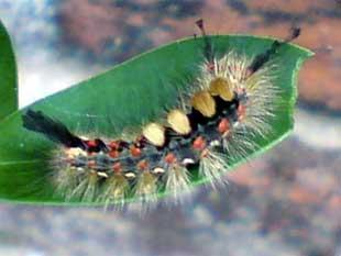 This picture of a hungry caterpillar by Mrs Patricia Swimby of Halliwell. Mrs Swimby telephoned Moss Bank Park whose expert informed her it was a Vapora moth. He warned Mrs Swimby to avoid the hairs on them as they make you itch.