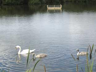 READER Harry Williams, of Kennington Fold, Great Lever, took this photograph of a family of swans at Doffocker Lodge.