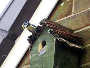 This picture was taken by reader Kathryn Steele, of Shorefield Mount, Egerton.
It shows a blue tit going to feed its young inside a bird box on the side of porch.