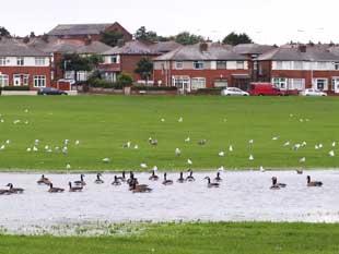 A downpour quickly flooded the soccer pitch off St Helens Road in Bolton but it didn’t take the wildlife long to zoom in on the new “lake”. 
The picture of the gulls and Canada geese was taken by Richard Duckett.