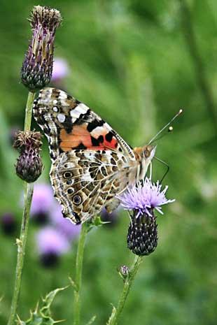 Reader Frank Green, of Boscow Road, Little Lever, took this picture of a butterfly which he spotted flitting through thistles.