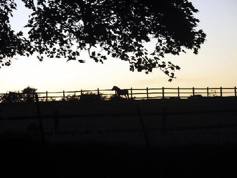 THIS striking photograph of a horse silhouetted against a late evening sky in Anglezarke was taken by reader Harry Williams, of Kennington Fold, Great Lever.
