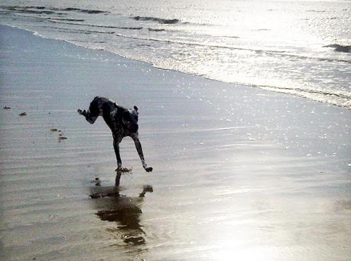 RUNNING wild and free in the wet sands on a glorious day is Bob, a dalmatian cross border collie.
Bob belongs to Frances Turnbull, of Bolton, who took the picture on this dog-friendly beach at Formby