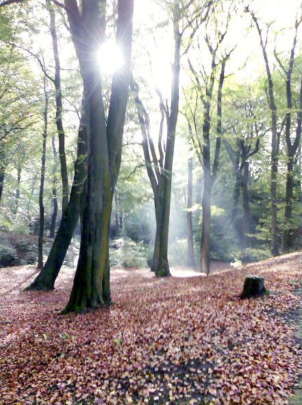 This atmospheric picture capturing the atmosphere and colours of autumn was taken in Smithills Wood.
It was taken by reader Adrienne Bolton, of Astley Bridge, Bolton. 