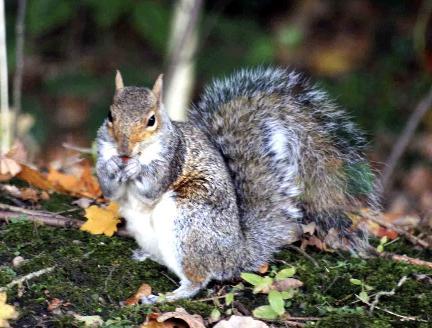 THIS photograph of a squirrel enjoying a snack was taken by reader Ken Newbon of Cambridge Road, Lostock. It shows woodland near High Rid Farm at Lostock.