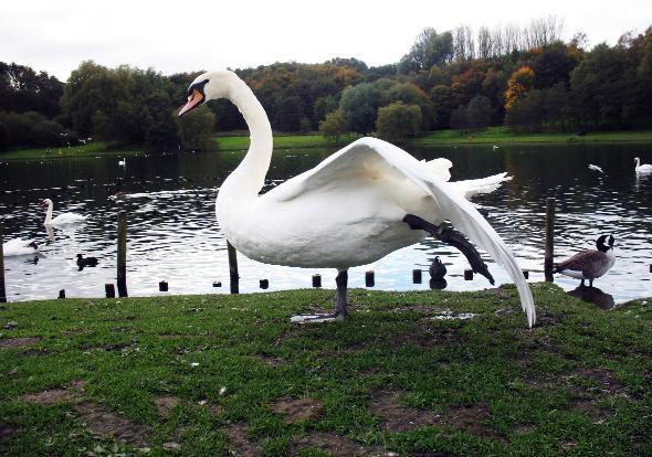 THIS photograph of a swan stretching its wings was taken by reader Harry Williams of Great Lever during a recent visit to Moses Gate Country Park.