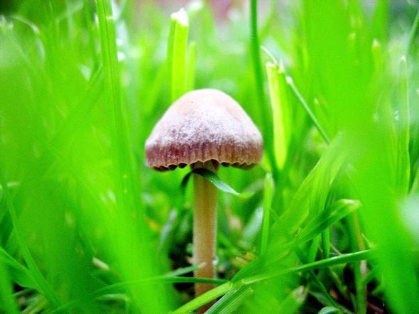 THIS photograph of a lone mushroom — or toadstool — was taken in the garden by reader Chloe Cartwright, aged 15, of Horwich.
