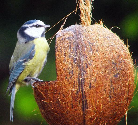 This close-up of a Blue Tit feeding was taken by Mr Jowles at Gairloch on the west coast of Scotland in September.
