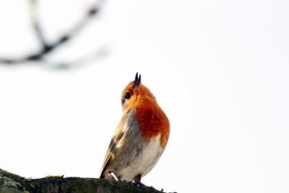 TODAY’s photograph shows a Robin on the branch of a tree overlooking Jumbles Reservoir. 
Reader Phil Varley, of Minnie Street, Daubhill, took the picture when visiting the reservoir recently.