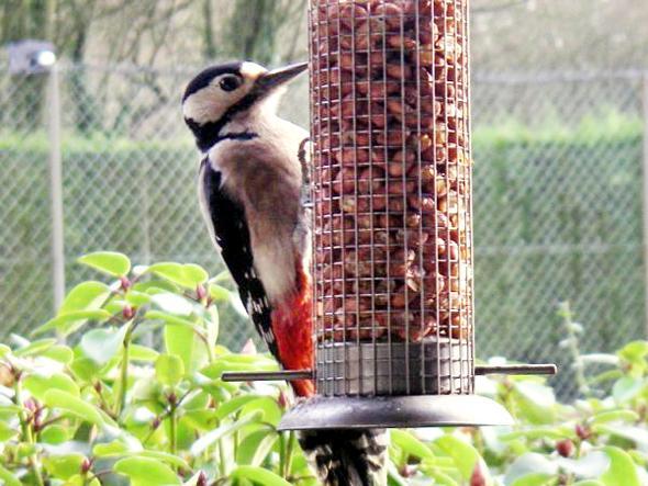 THIS great close up of a lesser spotted woodpecker was taken by Terry Crammant, of Lostock.
It was taken through the living room window when the bird settled on this feeder in his back garden.