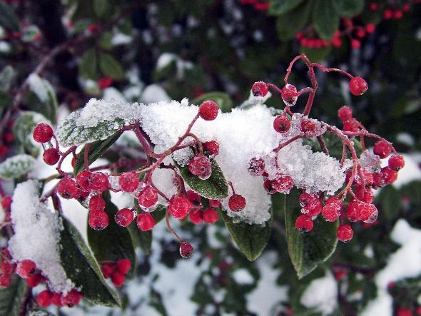 READER Matt Greenhalgh took this picture of berries covered in snow in Bury New Road, Bolton.
