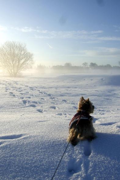 This beautiful picture of mist rising from the frozen ground  was taken on Christmas Eve by Paul Cunliffe of Farnworth.
He was walking his cairn terrier, Bonnie, across Farnworth and Great Lever Golf course. 
