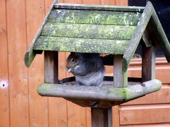SQUIRRELS are not backward at coming forward where food is concerned.
And this cheeky chap is no exception. 
He was pictured raiding the bird table by John Lawson in his garden in Horwich.
