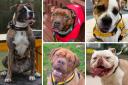 These five dogs at Dogs Trust Manchester are searching for their forever homes - can you help?