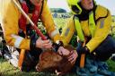 West Yorkshire Fire & Rescue was called to a farm in Keighley just hours after the calf had been born.