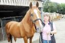 Sally the horse, who was injured after being shot, with owner Christine Wakefield