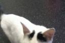 Help find missing Breightmet cat, Luna