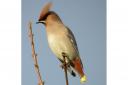 The waxwing