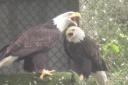 Some bald eagles. They represent the USA. Look, it's the best we could do, ok? Stock pictures cost money you know.