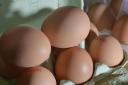 School bans pupils from bringing eggs to class in case they throw them
