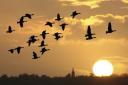 Watch the dawn flight of the pink-footed geese