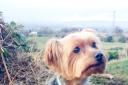 Irma Heger’s Yorkshire Terrier, Ozzy
