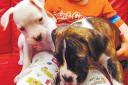 REUNITED: Puppies The White One and Sasha back safe and well with Oliver Boulton, aged three