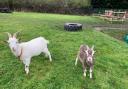 KIDDING AROUND: Goats posing in their new home