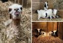 Cute little baby animals recently born at Smithills Open Farm