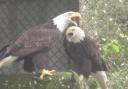 Some bald eagles. They represent the USA. Look, it's the best we could do, ok? Stock pictures cost money you know.