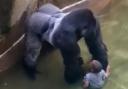 FALL: The boy fell into the gorilla's enclosure at Cincinnati Zoo