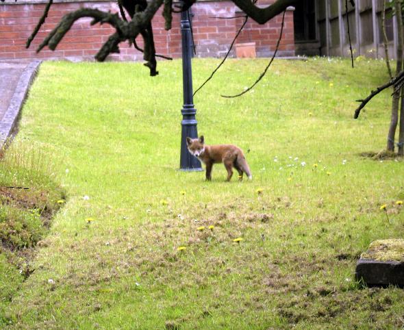 This fox cub was stranded on Havercroft Park housing estate, off Victoria Road, Horwich, after it had tried to cross Victoria Road, but could not because of the heavy traffic. The photograph was sent in by Harry Williams, of Great Lever.
