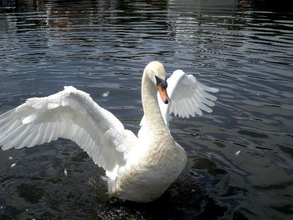 THIS handsome devil of a swan was snapped posing the day away in the sunshine.
The bird was pictured on the Leeds and Liverpool canal at Adlington by Susan Fletcher, of Horwich. 
