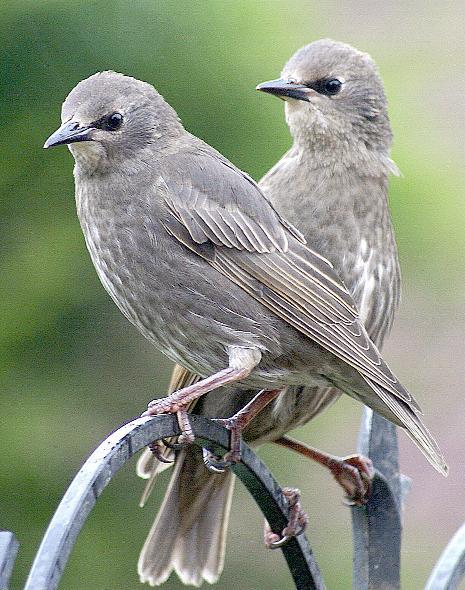 THESE two young starlings were pictured on the bird table with their mother in the garden of Eddie Brererton of Bolton.
Eddie said: “The mother flew off but instead of following her, they stayed on the feeder