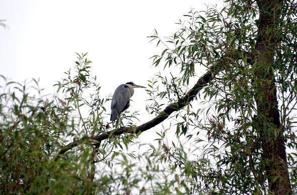 READER Peter Hunter, of Breightmet, took this delightful picture of a heron in a tree in Leverhulme Park.