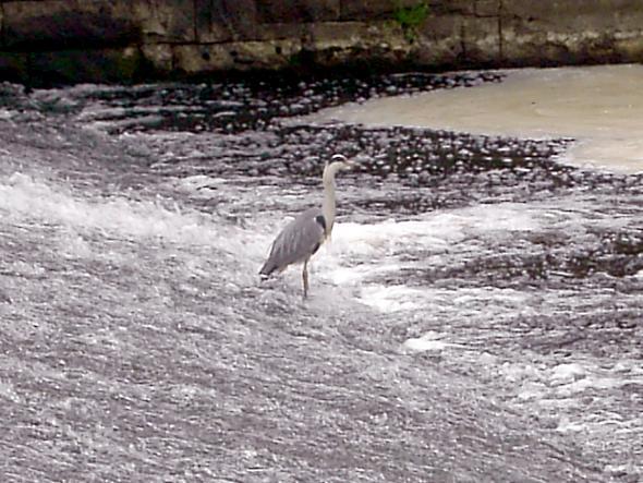 A heron looking for a bite to eat on the edge of a weirpool on one of the two rivers at Moses Gate Country Park in Farnworth taken by nine-year-old Taylor Armour, from Farnworth.