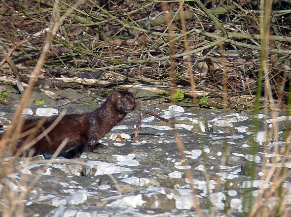 This picture of a stoat, or a mink, was snapped by Susan Rigby at the reservoirs at Rivington. 