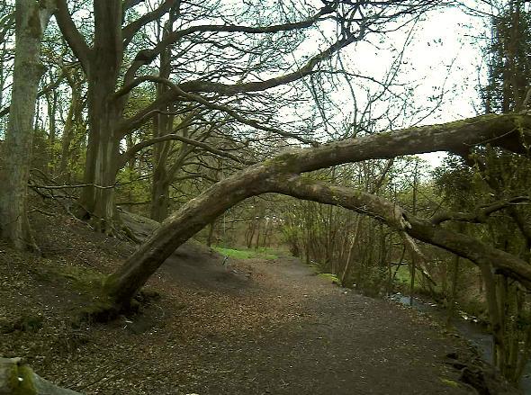 A TREE in the shape of an arch was snapped in River Bottoms at Canon Slade School's playing fields near Bradshaw, Bolton, by Graham Chadwick, of Bank Top, Bolton.