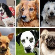 Would you pay £2,250 for a puppy? Here's a full list of Britain's priciest dogs. Picture: Newsquest