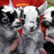 Baby goats are amongst the many animals at Smithills Open Farm