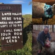 Farmer's shooting threat as two-week-old Lamb savaged by dog