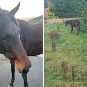 11-year-old brings lost horse spotted out and about to safety