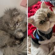 Before and after the rescue had been to the vets