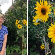 Hilda Mellor has a sunflower which has grown 7 flowers