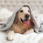 Vet issues important warning to anyone who lets pets sleep on their bed