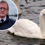 The RSPCA's Stephen Wickham warned of the dangers associated with feeding bread to swans