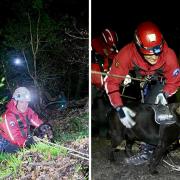 Volunteers rescue Labrador after becoming stuck above a river