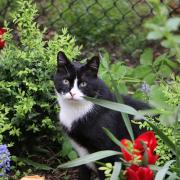 Do you have issues with cats creating mess in your garden? This is how you can safely prevent them from coming in